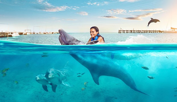 Dolphin Discovery Cozumel: An Unforgettable Dolphin Encounter